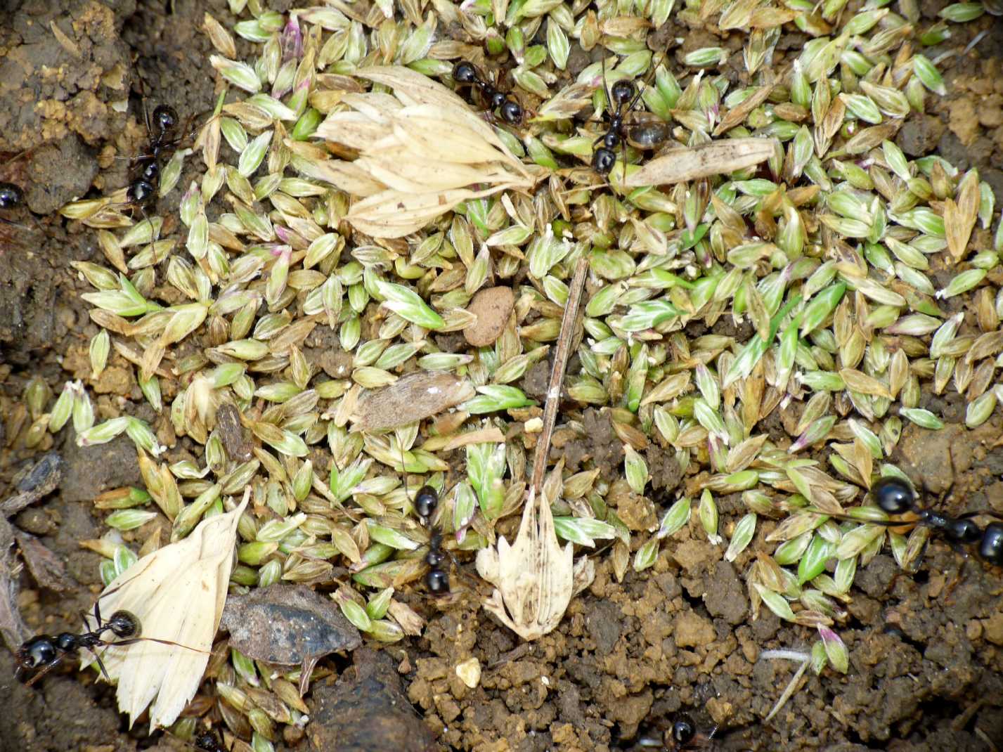 Semi immagazzinati dalle formiche